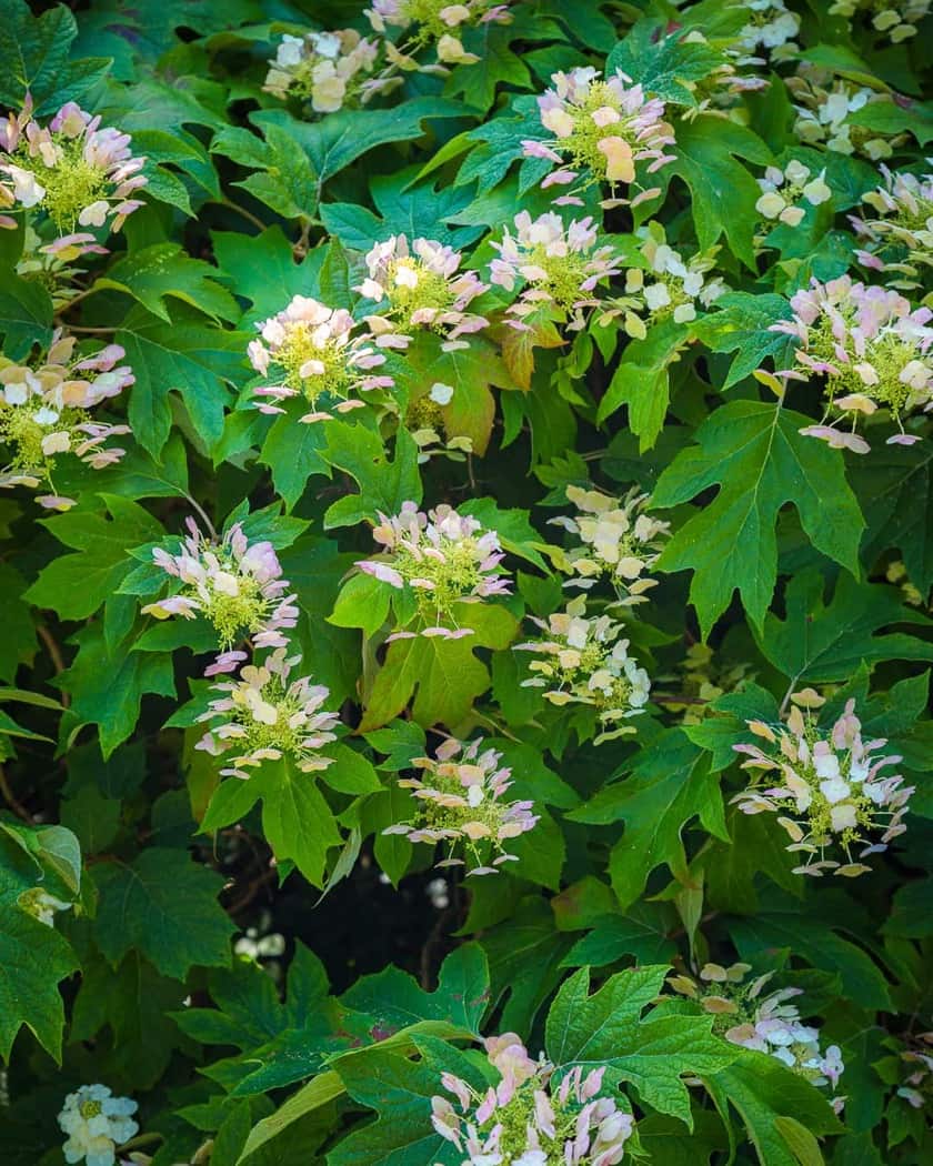 Veduta scenografica del giardino che si allunga fino all’orizzonte