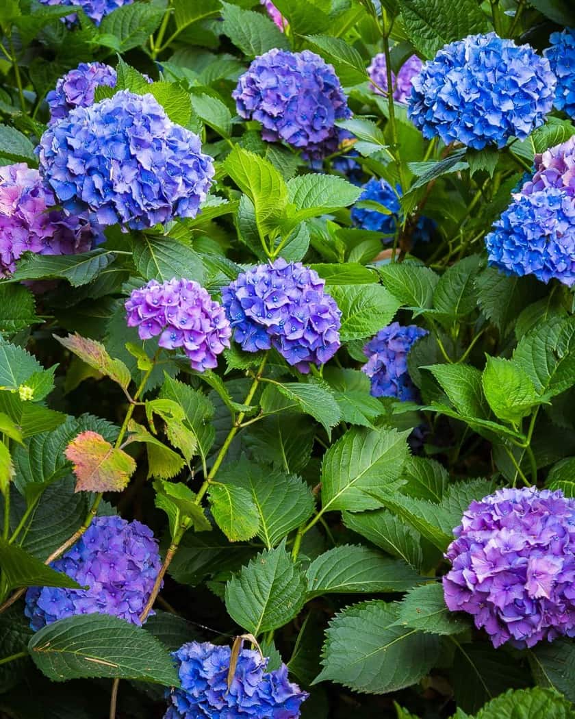 Parterre fioriti che ornano i giardini di Villa Della Porta Bozzolo
